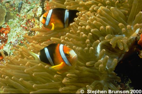 The most common anemone to act as host to the clownfish is the large stoichactis species.Through years of evolution, the clownfish has become immune to the poison of the anemone, by covering itself in a protective mucous. If the mucous is washed away, the clownfish will once again be vulnerable to the anemone's deadly sting.