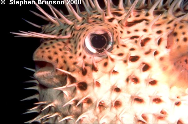 The Porcupine Fish, Diodon hystrix are covered in evenly spaced dark spots, which can be used to identify them from the other puffers. Most burrfish do not have these spots. Though they appear quite deadly, their spines are not known to be poisonous