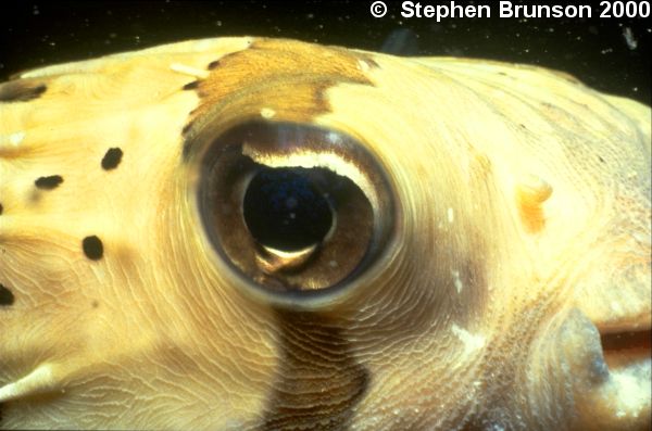 Unlike their smaller puffer fish cousins, the burrfish, whose spines are permanently erect all of the time, the Porcupine fish inflates itself by taking in tiny gulps of water until the stomach is full and expands the rest of the body. This is the Balloonfish, a close relative of the Porcupine fish, distinguishable by the dark stripe running over the eyes.