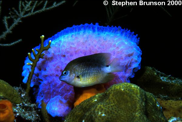 The damselfish are known for being aggressive and territorial, often  chasing away fish much larger than themselves. They are also very aggressive toward divers when they come near the fish's territory to take a photograph, or just observe. It is the male, not the female, that tends the 20,000 eggs of the damselfish, protecting them for the 3 - 7 days of incubation; even picking out dead eggs which could threaten the rest, and defending the batch against larger predators.