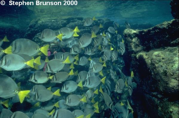 Surgeonfish are not known to attack divers, but they should be handled carefully. When the fish is moving, the spine can be slashed out at other fishes, either to warn or injure. Of the seventy five species of surgeonfish, four are found in North America, among them the Blue Tang and Yellow-Tailed Surgeonfish, seen here in a rather large school.