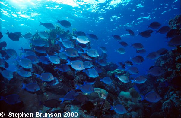 Surgeonfish are not known to attack divers, but they should be handled carefully. When the fish is moving, the spine can be slashed out at other fishes, either to warn or injure. Of the seventy five species of surgeonfish, four are found in North America, among them the Blue Tang and Yellow-Tailed Surgeonfish, seen here in a rather large school.