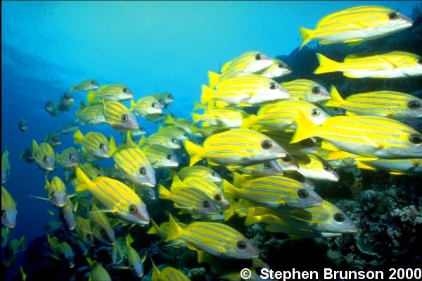 The Fourline Snapper is distinguishable from other snappers and grunts in that it has four horizontal stripes along the side of its body. Most snappers are carnivorous and live around reefs and on the continental slope.
