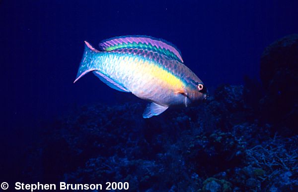 At night the parrotfish encloses itself inside a mucous 'cocoon' so it cannot be found - it may take it as much as half an hour in the morning to break out of its own creation.