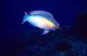 This stoplight parrotfish was photographed in the Grand Cayman Islands