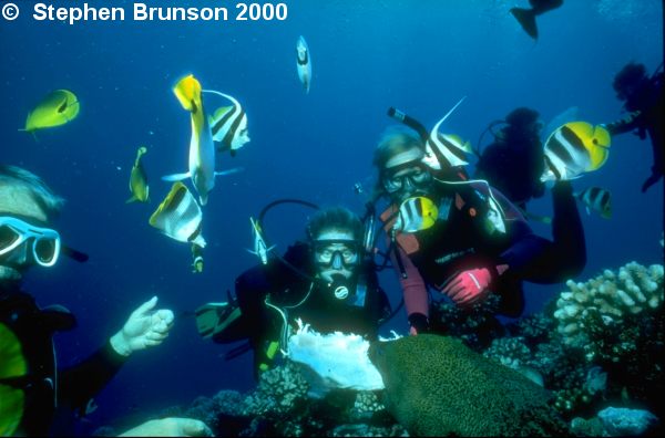 False Moorish Idols are found in tropical waters all over, including Hawaii, Tahiti, South Africa, and the Red Sea. The False Moorish Idol feeds mainly on plankton; with adults swimming in large schools, and younger fish congregating around outer slopes of coral reefs.