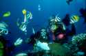 The Double-Saddle Pacific Butterflyfish, or Chaetodon ulietensis, inhabit coral-rich areas of lagoon reefs and seaweed reefs, usually solitary or in very small groups, and are, like most butterflyfish, carnivores. Often they eat the polyps of the coral, but rarely the actual skeleton