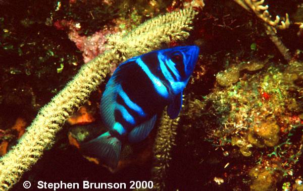 Indigo Hamlets are found in the Western/Central Atlantic, Including Haiti, the Caribbean, the Caymans and Florida.