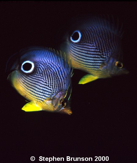 The FourEye butterflyfish is very common in all of the warm tropical waters of the Pacific Ocean, ranging from Indonesia to North and South America. This pair of Foureye Butterflyfish were staying close together for protection at night.  They also stay close together during courtship, mating dances, and selecting spots for egg-laying.