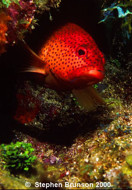 Many species of grouper undergo sex reversal, from male to female, producing sperm when young and eggs later on.  Sometimes they produce both, but whether they can self-fertilize is not known.