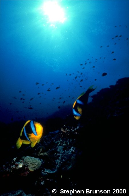 The most common anemone to act as host to the clownfish is the large stoichactis species.Through years of evolution, the clownfish has become immune to the poison of the anemone, by covering itself in a protective mucous. If the mucous is washed away, the clownfish will once again be vulnerable to the anemone's deadly sting.