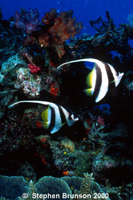 The False Moorish Idol is found in tropical waters all over, including Hawaii, Tahiti, South Africa, and the Red Sea. The False Moorish Idol feeds mainly on plankton; with adults swimming in large schools, and younger fish congregating around outer slopes of coral reefs.