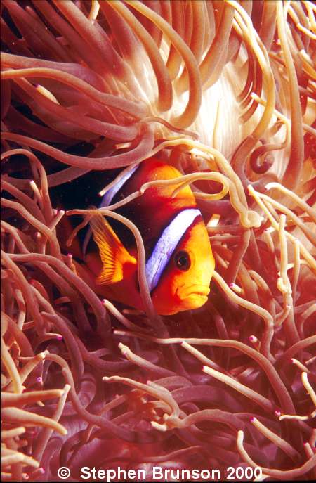 The most common anemone to act as host to the clownfish is the large stoichactis species.Through years of evolution, the clownfish has become immune to the poison of the anemone, by covering itself in a protective mucous. If the mucous is washed away, the clownfish will once again be vulnerable to the anemone's deadly sting.