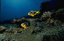 Underwater images of Tropical Fish - Schools of Fish