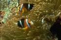 The most common anemone to act as host to the clownfish is the large stoichactis species