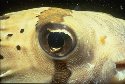This is the Balloonfish, a close relative of the Porcupine fish, distinguishable by the dark stripe running over the eyes