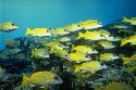 school of blue and yellow snapper in the rocky reefs of Palau