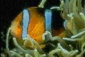 The Clownfish and the sea anemone have a symbiotic relationship
