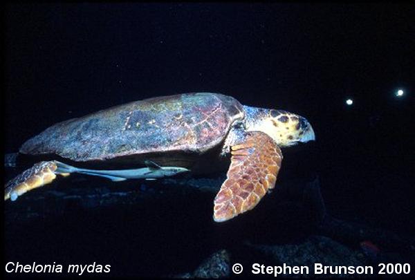 There are 7 species of sea turtles, the largest being the leatherback, which grows to over 6 ft. in length.