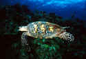 Sea turtles are usually solitary, except for nesting females and their young
