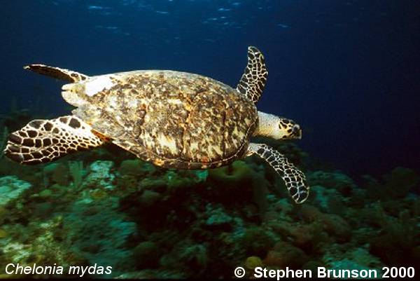 The sea turtle's shell is thinner than that of the tortoise.  Its head is too big to be withdrawn into the shell. One of the largest of the seven species of sea turtle, the green turtle used to be common throughout the warmer seas of the world.  Today its numbers are a fraction of what they once were. Like most turtles, the sea turtle has been hunted to the brink of extinction by man for its flesh, eggs, and shell.