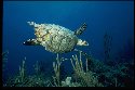 The sea turtle has a thick, heavy, bony shell covered in platelike scales