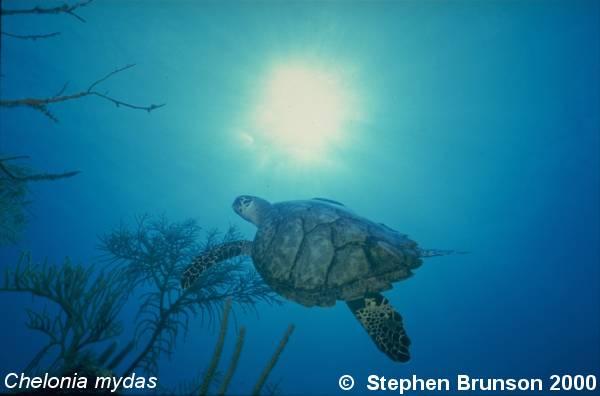 The sea turtle's shell is thinner than that of the tortoise.  Its head is too big to be withdrawn into the shell. One of the largest of the seven species of sea turtle, the green turtle used to be common throughout the warmer seas of the world.  Today its numbers are a fraction of what they once were. Like most turtles, the sea turtle has been hunted to the brink of extinction by man for its flesh, eggs, and shell.