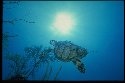 The sea turtle has a thick, heavy, bony shell covered in platelike scales. In the adult, it is usually olive green or dark brown, marbled, or spotted with yellow.