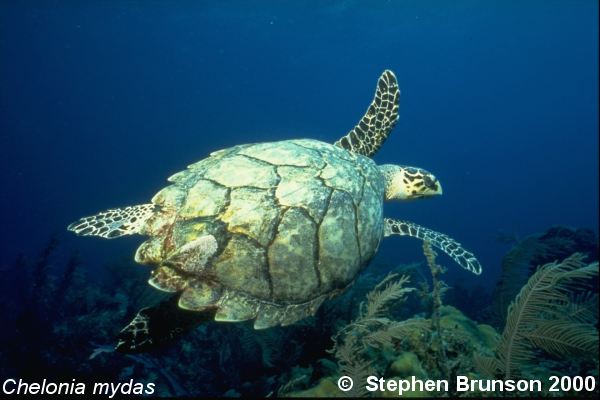 The sea turtle's shell is thinner than that of the tortoise.  Its head is too big to be withdrawn into the shell. One of the largest of the seven species of sea turtle, the green turtle used to be common throughout the warmer seas of the world.  Today its numbers are a fraction of what they once were. Like most turtles, the sea turtle has been hunted to the brink of extinction by man for its flesh, eggs, and shell.