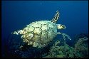 Like most turtles, the sea turtle has been hunted to the brink of extinction by man for its flesh, eggs, and shell