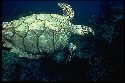 The sea turtle gets rid of excess salt water though a special gland near the eyes