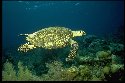 The feet and legs of the tortoise are designed for walking. However, the sea turtle's feet and legs have been modified into powerful flippers that propel it through the water