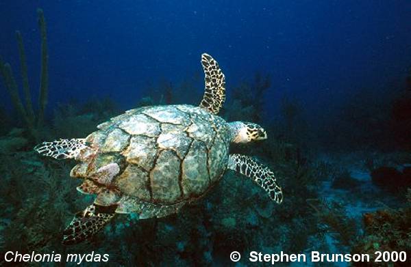 The sea turtle's shell is thinner than that of the tortoise.  Its head is too big to be withdrawn into the shell. One of the largest of the seven species of sea turtle, the green turtle used to be common throughout the warmer seas of the world.  Today its numbers are a fraction of what they once were. Like most turtles, the sea turtle has been hunted to the brink of extinction by man for its flesh, eggs, and shell.