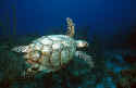 Shells of the adult turtle are usually olive green or dark brown, marbled, or spotted with yellow