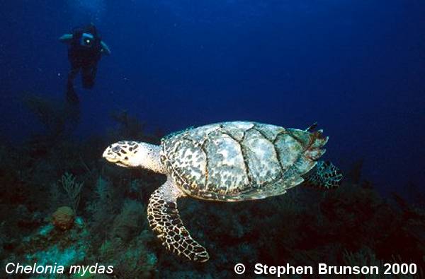 The sea turtle's shell is thinner than that of the tortoise.  Its head is too big to be withdrawn into the shell. One of the largest of the seven species of sea turtle, the green turtle used to be common throughout the warmer seas of the world.  Today its numbers are a fraction of what they once were. Like most turtles, the sea turtle has been hunted to the brink of extinction by man for its flesh, eggs, and shell.