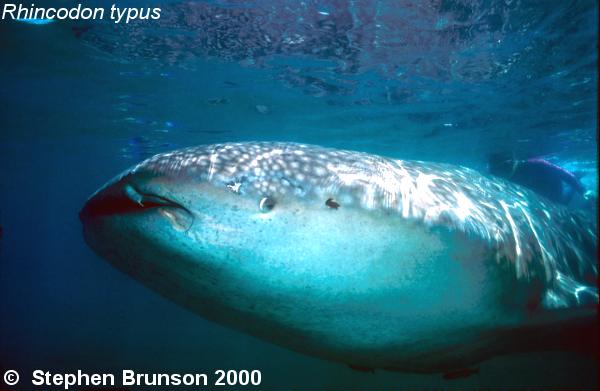 A whale shark caught near Havana Harbor weighed approximately 18,000 lbs. (9 tons). Its heart weighed 43 lbs and its liver weighed 900 lbs! The whale shark is the largest shark and the largest fish in the sea, little was known about the whale shark until 1828, when Dr. Andrew Smith bought the hide of a fifteen-foot shark from fisherman in South Africa and sent it to the National Museum of Natural History in Paris.  It has as many as 15,000 tiny teeth, packed into rows that run along the inner surface of each jaw, just inside the lips. The teeth are not used for biting or crushing food but for holding whatever is scooped into the mouth. The whale shark can reach lengths of up to 65 feet. Whale sharks are pelagic in the tropical seas of the Atlantic, Pacific, and Indian Oceans, usually in a worldwide range roughly between 30 degrees north and 35 degrees south