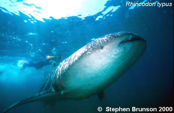 A whale shark caught near Havana Harbor weighed approximately 18,000 lbs. (9 tons). Its heart weighed 43 lbs and its liver weighed 900 lbs! The whale shark is the largest shark and the largest fish in the sea, little was known about the whale shark until 1828, when Dr. Andrew Smith bought the hide of a fifteen-foot shark from fisherman in South Africa and sent it to the National Museum of Natural History in Paris.  It has as many as 15,000 tiny teeth, packed into rows that run along the inner surface of each jaw, just inside the lips. The teeth are not used for biting or crushing food but for holding whatever is scooped into the mouth. The whale shark can reach lengths of up to 65 feet. Whale sharks are pelagic in the tropical seas of the Atlantic, Pacific, and Indian Oceans, usually in a worldwide range roughly between 30 degrees north and 35 degrees south