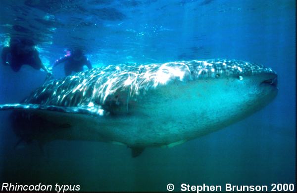 A whale shark caught near Havana Harbor weighed approximately 18,000 lbs. (9 tons). Its heart weighed 43 lbs and its liver weighed 900 lbs! The whale shark is the largest shark and the largest fish in the sea, little was known about the whale shark until 1828, when Dr. Andrew Smith bought the hide of a fifteen-foot shark from fisherman in South Africa and sent it to the National Museum of Natural History in Paris.  It has as many as 15,000 tiny teeth, packed into rows that run along the inner surface of each jaw, just inside the lips. The teeth are not used for biting or crushing food but for holding whatever is scooped into the mouth. The whale shark can reach lengths of up to 65 feet. Whale sharks are pelagic in the tropical seas of the Atlantic, Pacific, and Indian Oceans, usually in a worldwide range roughly between 30 degrees north and 35 degrees south