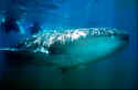 Whale Sharks were first fully researched by Dr. Andrew Smith - Rhincodon typus