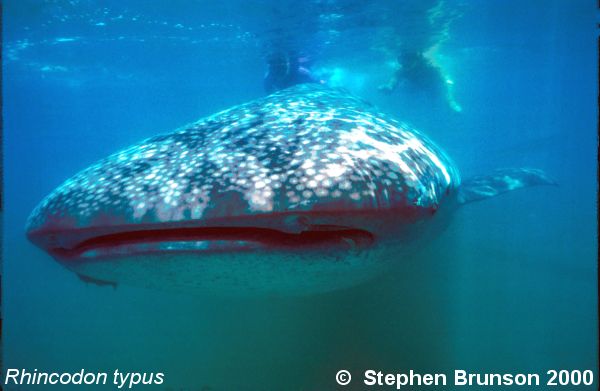 A whale shark caught near Havana Harbor weighed approximately 18,000 lbs. (9 tons). Its heart weighed 43 lbs and its liver weighed 900 lbs! The whale shark is the largest shark and the largest fish in the sea, little was known about the whale shark until 1828, when Dr. Andrew Smith bought the hide of a fifteen-foot shark from fisherman in South Africa and sent it to the National Museum of Natural History in Paris.  It has as many as 15,000 tiny teeth, packed into rows that run along the inner surface of each jaw, just inside the lips. The teeth are not used for biting or crushing food but for holding whatever is scooped into the mouth. The whale shark can reach lengths of up to 65 feet. Whale sharks are pelagic in the tropical seas of the Atlantic, Pacific, and Indian Oceans, usually in a worldwide range roughly between 30 degrees north and 35 degrees south