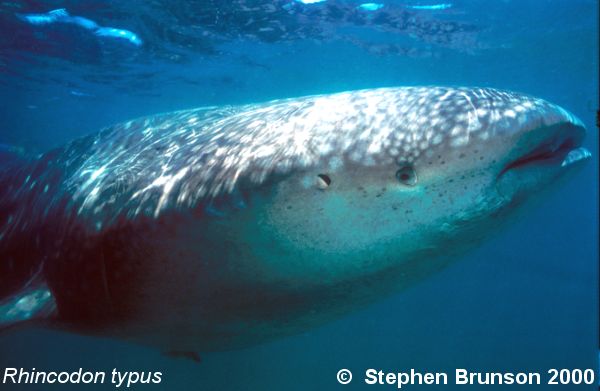 A whale shark caught near Havana Harbor weighed approximately 18,000 lbs. (9 tons). Its heart weighed 43 lbs and its liver weighed 900 lbs! The whale shark is the largest shark and the largest fish in the sea, little was known about the whale shark until 1828, when Dr. Andrew Smith bought the hide of a fifteen-foot shark from fisherman in South Africa and sent it to the National Museum of Natural History in Paris.  It has as many as 15,000 tiny teeth, packed into rows that run along the inner surface of each jaw, just inside the lips. The teeth are not used for biting or crushing food but for holding whatever is scooped into the mouth. The whale shark can reach lengths of up to 65 feet. Whale sharks are pelagic in the tropical seas of the Atlantic, Pacific, and Indian Oceans, usually in a worldwide range roughly between 30 degrees north and 35 degrees south