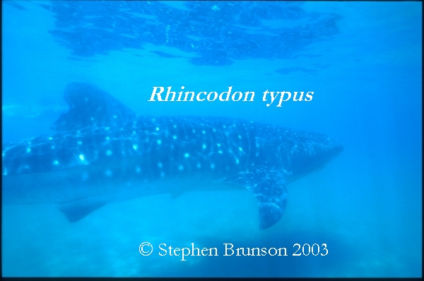 A whale shark caught near Havana Harbor weighed approximately 18,000 lbs. (9 tons). Its heart weighed 43 lbs and its liver weighed 900 lbs! The whale shark is the largest shark and the largest fish in the sea, little was known about the whale shark until 1828, when Dr. Andrew Smith bought the hide of a fifteen-foot shark from fisherman in South Africa and sent it to the National Museum of Natural History in Paris.  It has as many as 15,000 tiny teeth, packed into rows that run along the inner surface of each jaw, just inside the lips. The teeth are not used for biting or crushing food but for holding whatever is scooped into the mouth. The whale shark can reach lengths of up to 65 feet. Whale sharks are pelagic in the tropical seas of the Atlantic, Pacific, and Indian Oceans, usually in a worldwide range roughly between 30 degrees north and 35 degrees south