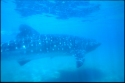Whale Sharks are the largest sharks - Rhincodon typus