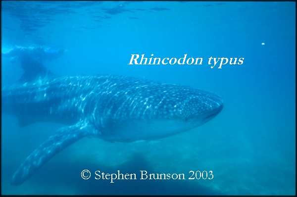 A whale shark caught near Havana Harbor weighed approximately 18,000 lbs. (9 tons). Its heart weighed 43 lbs and its liver weighed 900 lbs! The whale shark is the largest shark and the largest fish in the sea, little was known about the whale shark until 1828, when Dr. Andrew Smith bought the hide of a fifteen-foot shark from fisherman in South Africa and sent it to the National Museum of Natural History in Paris.  It has as many as 15,000 tiny teeth, packed into rows that run along the inner surface of each jaw, just inside the lips. The teeth are not used for biting or crushing food but for holding whatever is scooped into the mouth. The whale shark can reach lengths of up to 65 feet. Whale sharks are pelagic in the tropical seas of the Atlantic, Pacific, and Indian Oceans, usually in a worldwide range roughly between 30 degrees north and 35 degrees south