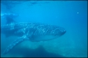 The Whale Shark is a pelagic - Rhincodon typus