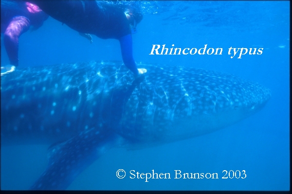 A whale shark caught near Havana Harbor weighed approximately 18,000 lbs. (9 tons). Its heart weighed 43 lbs and its liver weighed 900 lbs! The whale shark is the largest shark and the largest fish in the sea, little was known about the whale shark until 1828, when Dr. Andrew Smith bought the hide of a fifteen-foot shark from fisherman in South Africa and sent it to the National Museum of Natural History in Paris.  It has as many as 15,000 tiny teeth, packed into rows that run along the inner surface of each jaw, just inside the lips. The teeth are not used for biting or crushing food but for holding whatever is scooped into the mouth. The whale shark can reach lengths of up to 65 feet. Whale sharks are pelagic in the tropical seas of the Atlantic, Pacific, and Indian Oceans, usually in a worldwide range roughly between 30 degrees north and 35 degrees south