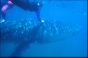 Whale Sharks are the world's largest fish - Rhincodon typus