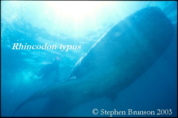 A whale shark caught near Havana Harbor weighed approximately 18,000 lbs. (9 tons). Its heart weighed 43 lbs and its liver weighed 900 lbs! The whale shark is the largest shark and the largest fish in the sea, little was known about the whale shark until 1828, when Dr. Andrew Smith bought the hide of a fifteen-foot shark from fisherman in South Africa and sent it to the National Museum of Natural History in Paris.  It has as many as 15,000 tiny teeth, packed into rows that run along the inner surface of each jaw, just inside the lips. The teeth are not used for biting or crushing food but for holding whatever is scooped into the mouth. The whale shark can reach lengths of up to 65 feet. Whale sharks are pelagic in the tropical seas of the Atlantic, Pacific, and Indian Oceans, usually in a worldwide range roughly between 30 degrees north and 35 degrees south