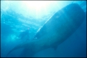 Whale Sharks feed on krill and plankton - Rhincodon typus