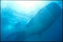 Whale Sharks feed on krill and plankton - Rhincodon typus